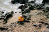 CozumelBeachDuck.jpg (299894 bytes)